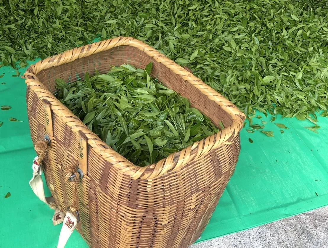 Iida-produced new tea promotion sales event scheduled for July 17