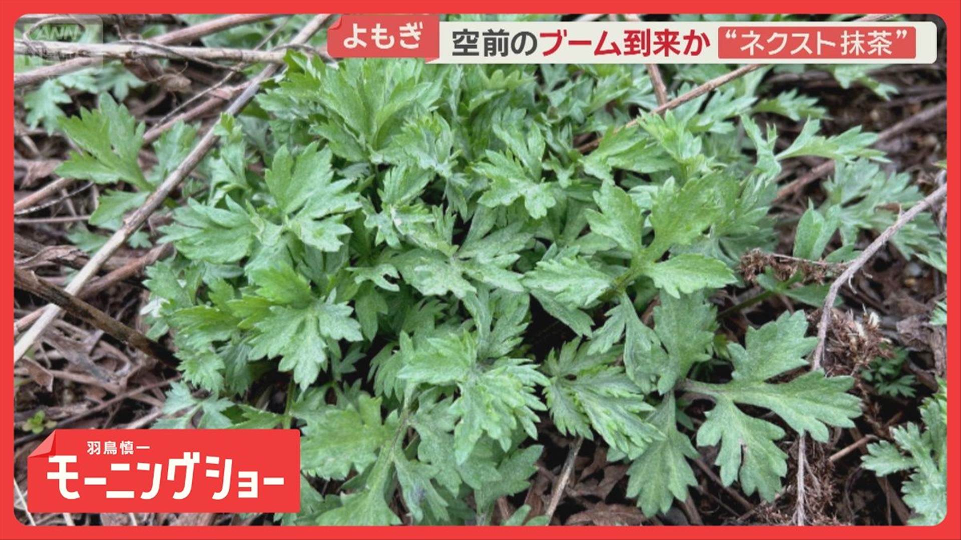 Mugwort Attracts Heat: From Roadside Weed to "Next Matcha" – An Unprecedented Boom Arrives…Specialty Farmers Emerge