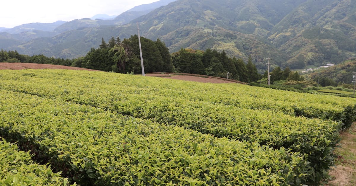 Shizuoka's Blue Farm begins stable matcha supply; offers dedicated tea gardens to companies