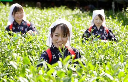 New Tea Season Arrives in Uji: Families Experience Hachijūhachi-ya Tea Picking