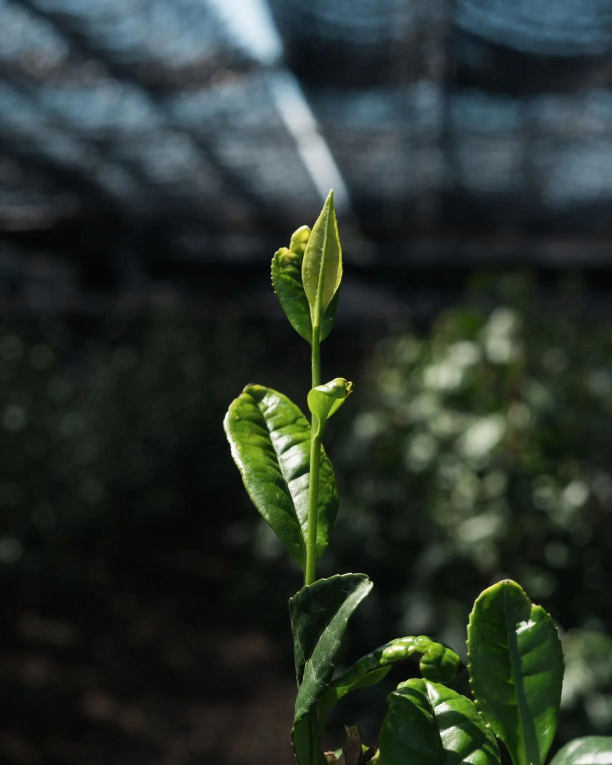 44th Kyoto Tea Competition Results (2026): Uji Sweeps Tencha