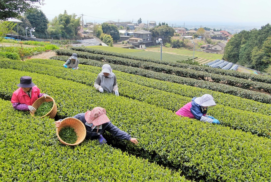 Tea Market Report (May 21): Tanegashima-Grown Second-Flush Tea Surges to Double Year-on-Year at the Shizuoka Tea Market