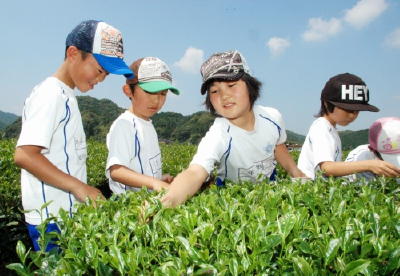 【写真・画像】校区の特産品茶摘み体験 西川登小３年生 | まちの話題 | 佐賀県のニュース - 佐賀新聞