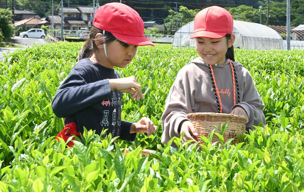 Hamamatsu Tenryu Haruno Kida Elementary pupils hand-pick one-bud-two-leaves, tour tea factory and compare brews