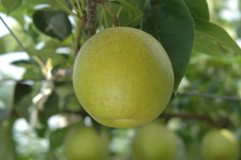 (Research Result) "Sōgetsu," an Extra-Early, Good-Tasting New Japanese Pear Cultivar — A Large-Fruited Green Pear with a Milky, Sweet Aroma