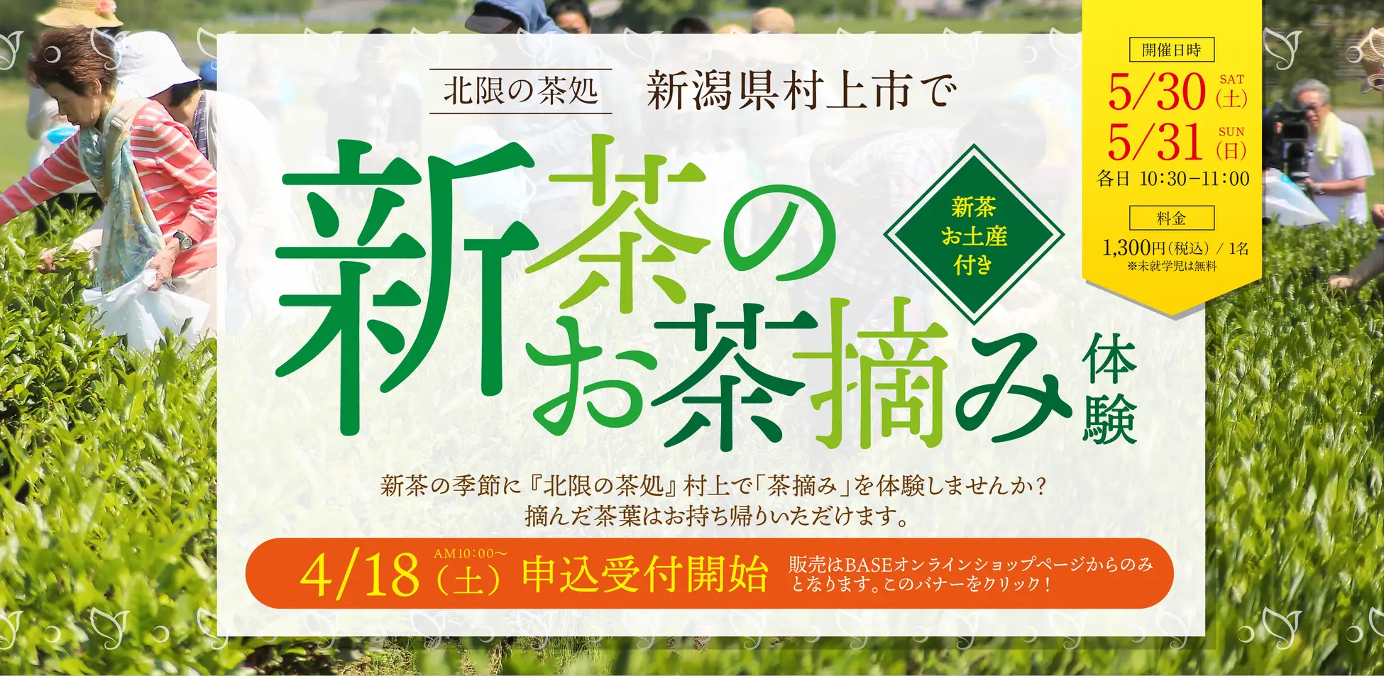 To the Northernmost Tea Fields: 'New Tea Picking Experience' to Be Held in Murakami City, Niigata Prefecture