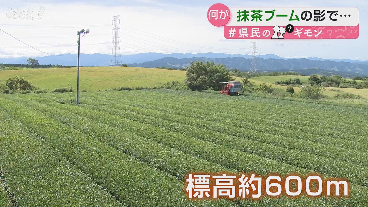 [Residents' Question] Green tea is expensive! Why? Behind the global matcha boom...