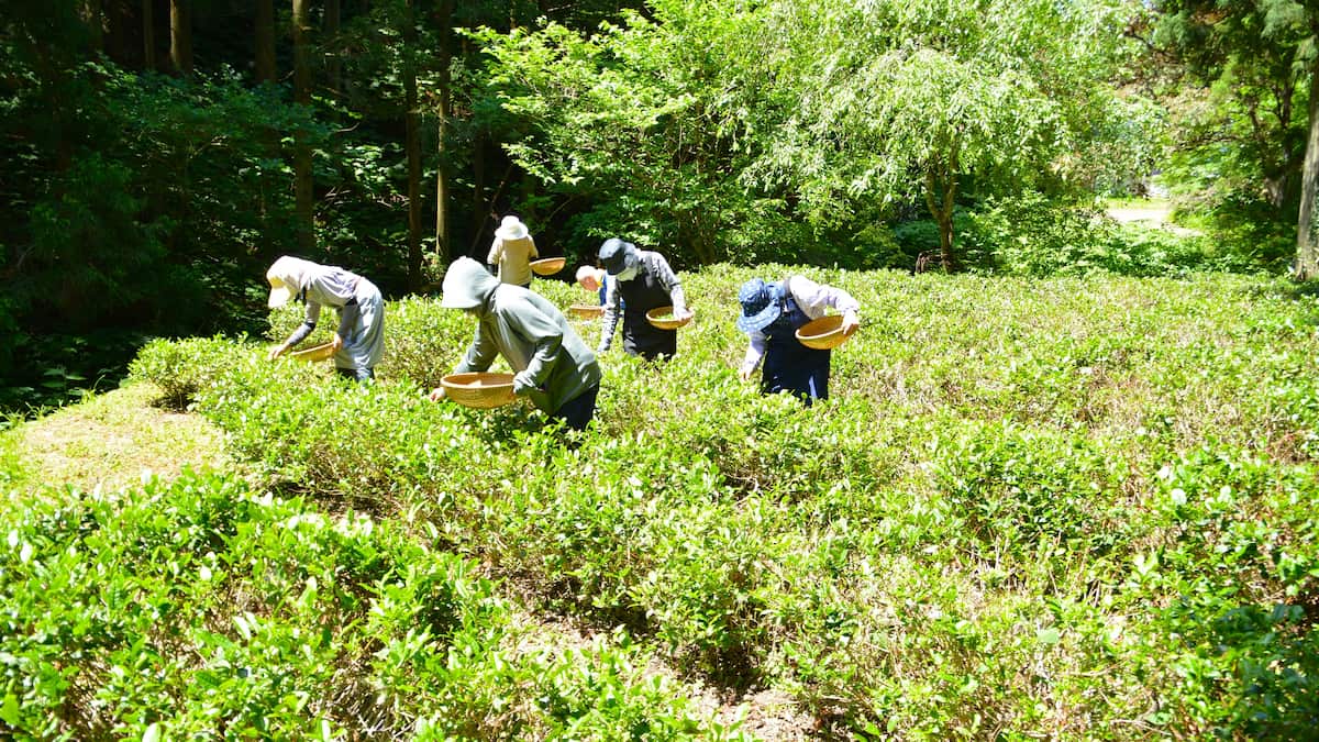 First Picking at the 'Northernmost Tea Field': Over 300 Years of Kyoto/Uji Tea Seed Planting History in Noshiro City, Akita Prefecture