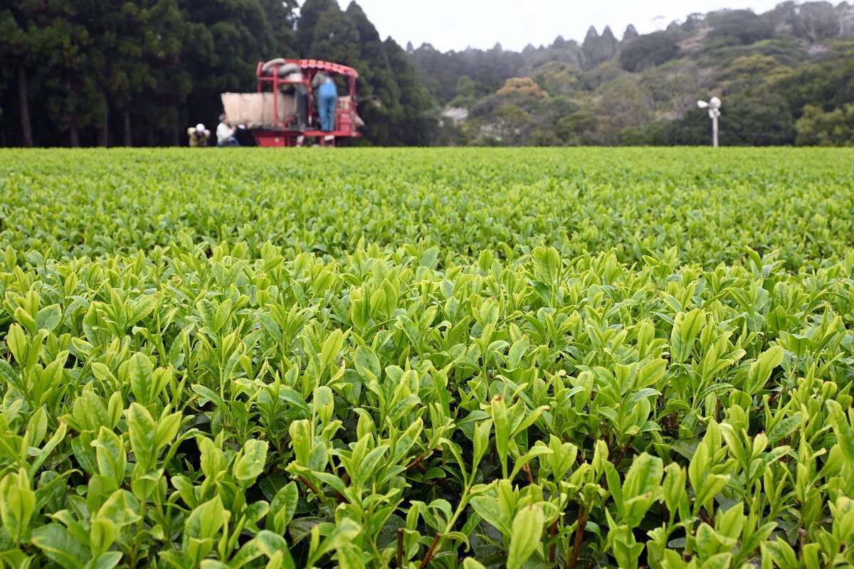 Kagoshima Prefecture Green Tea Exports Reach 332.58 Million Yen, Record High Boosted by Boom — Kagoshima Customs Branch Jurisdiction