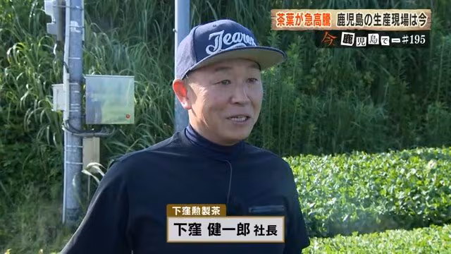 Tea Leaves Surge 4x in 2 Years: 'Matcha Boom' Transforms Kagoshima's Tea Producing Region