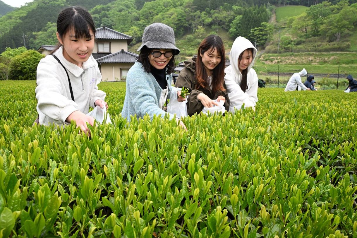 Families pick new-season tea by hand at Mimasaka's Kaida district as first flush opens