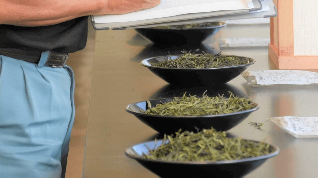 Global matcha boom pushes second-flush prices to triple; Mino Ibi Tea holds first joint auction in Ibigawa, Gifu