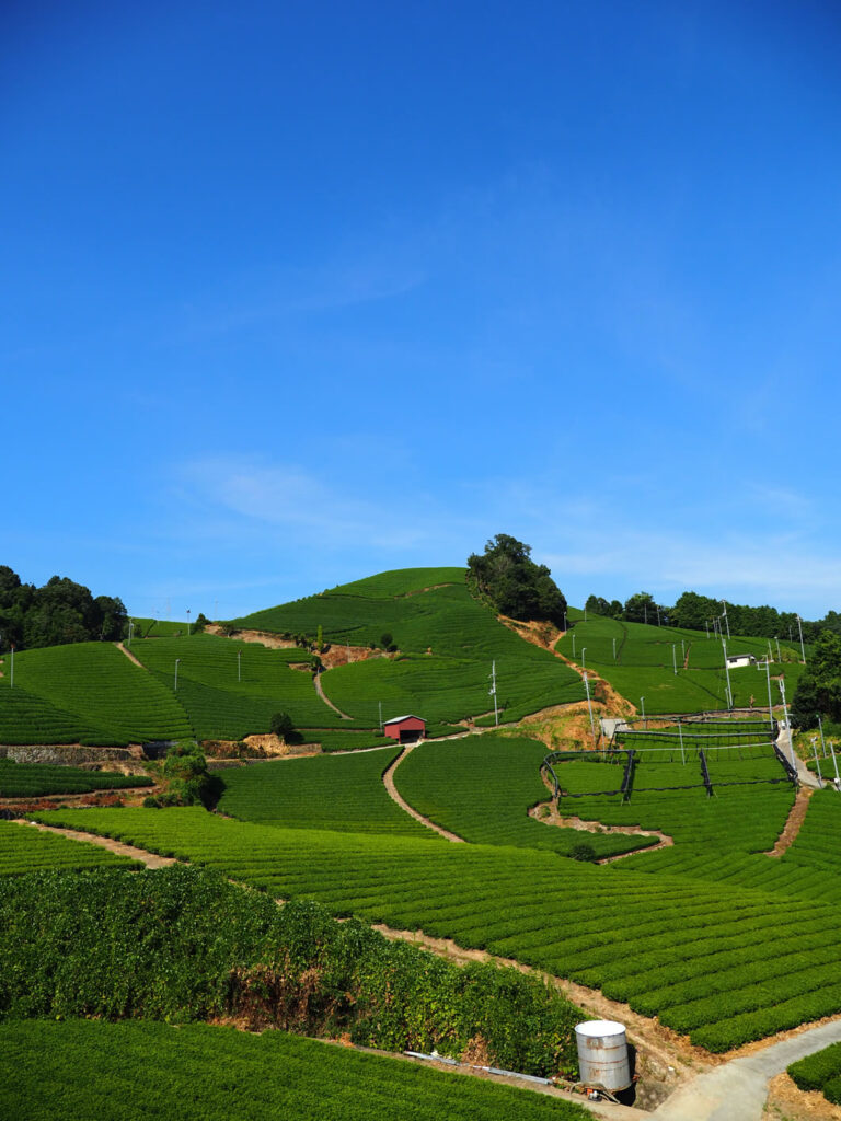 Japan Heritage [82] — An 800-Year Historical Walk Through Japanese Tea [Kyoto/Yamashiro]