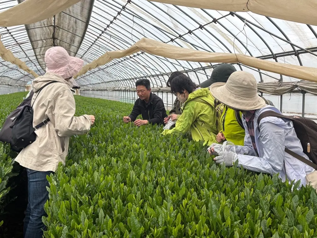 [Iruma City, Saitama] 'Sayama-cha' New Tea Event Recap Feature Part 1: 'Tea-Picking Experience Bus Tour'