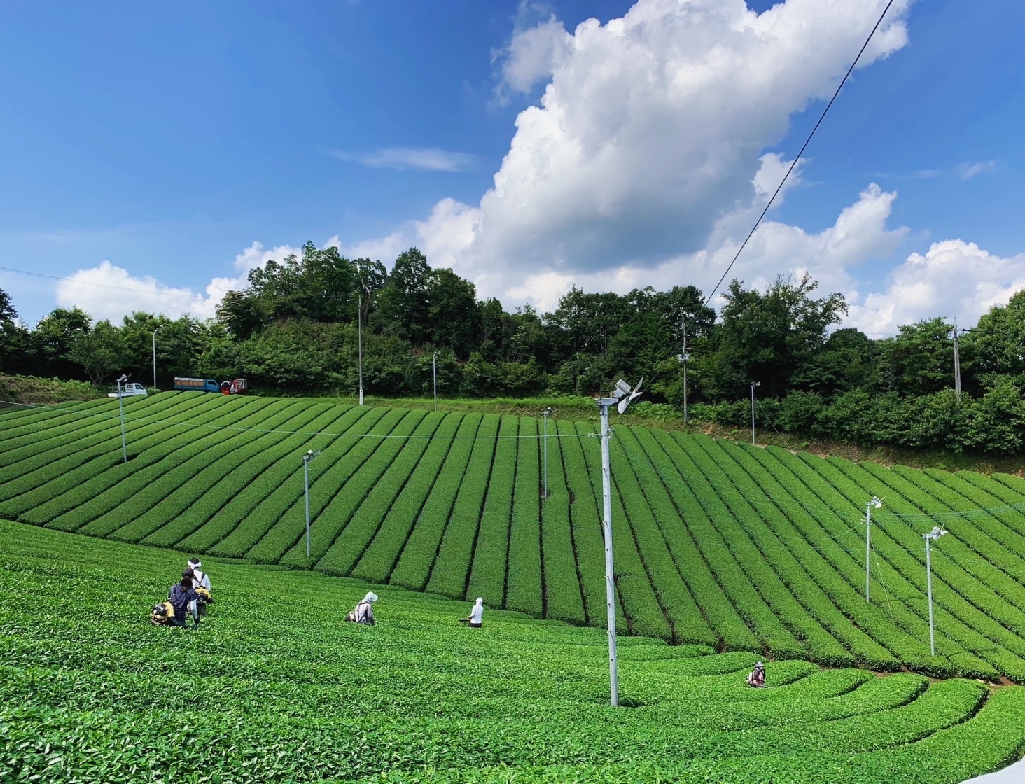 Nara-grown Yamato matcha developed as cosmetic ingredient; facings soaps and hand creams planned for 2027 market launch