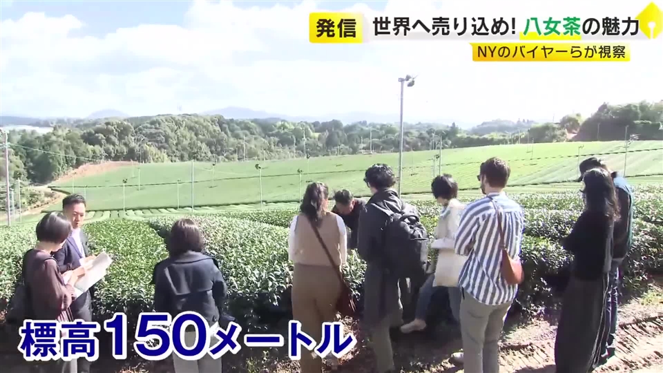 New York tea buyers and restaurateurs tour Yame tea fields; tencha output up 2.7× since 2014 amid global matcha boom