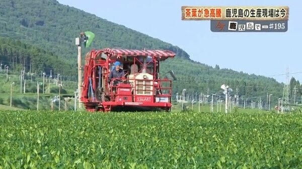 Tea Leaves Surge 4x in 2 Years: 'Matcha Boom' Transforms Kagoshima's Tea Producing Region