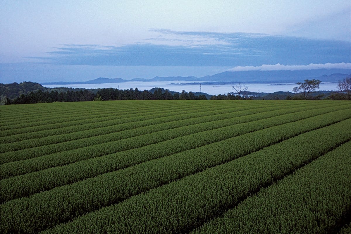 Crisis in Japanese Tea Cultivation Behind the Matcha Bubble