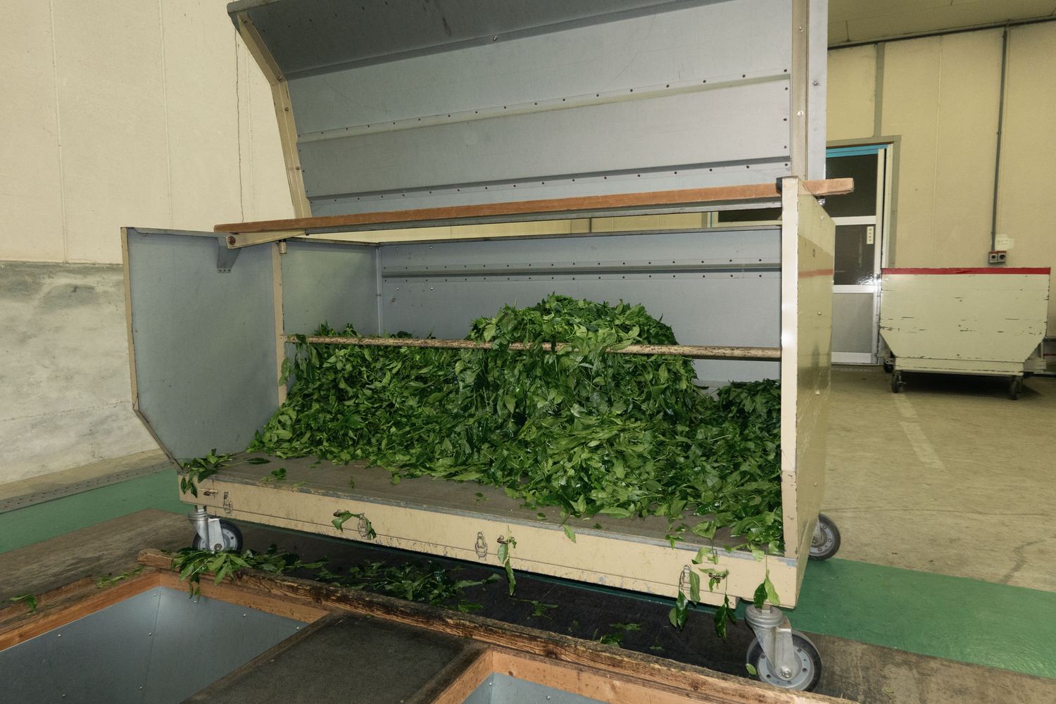 A wheeled steel cart heaped with fresh green tea leaf on a factory floor