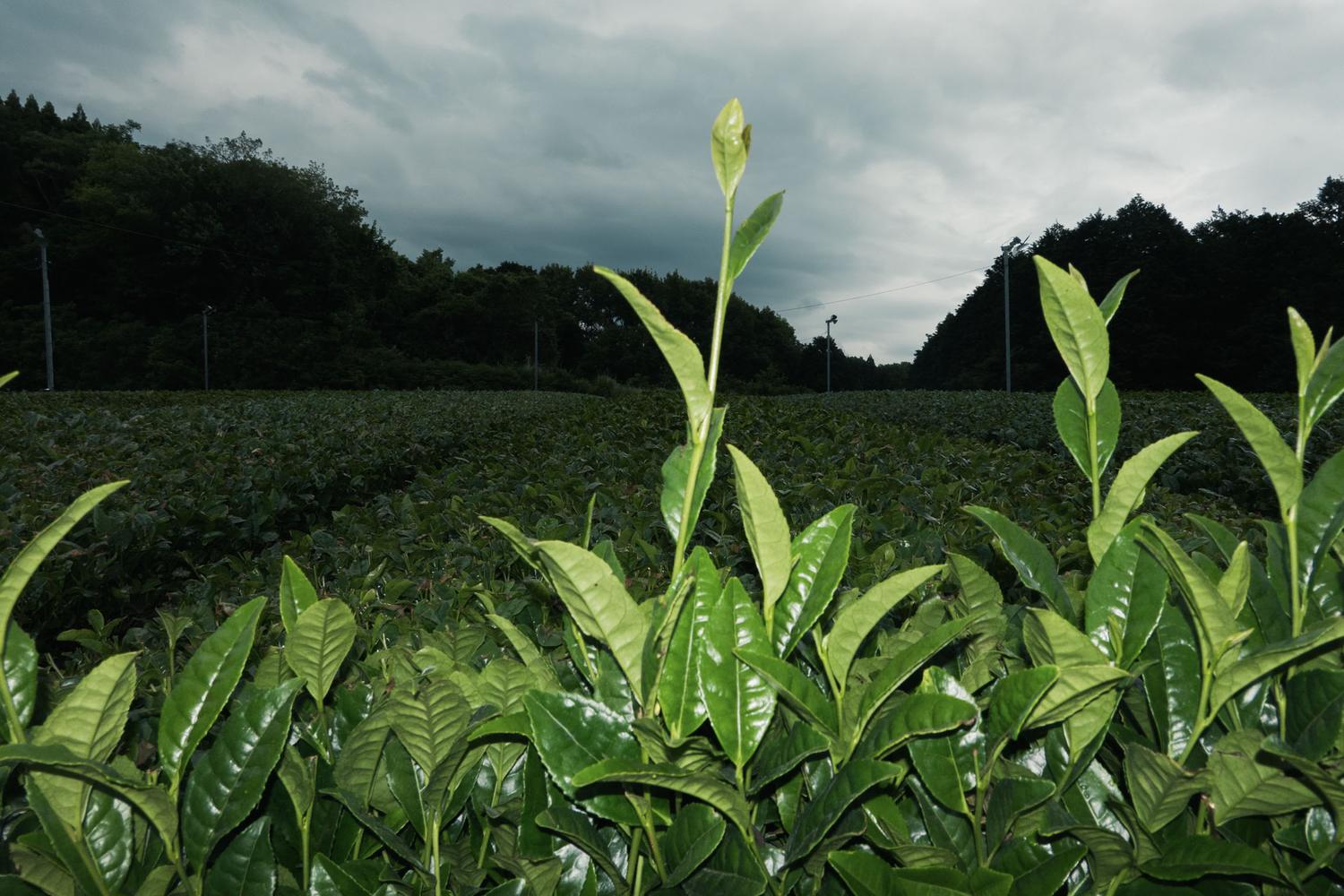 New tea shoots standing above the trimmed surface of a field under a storm sky