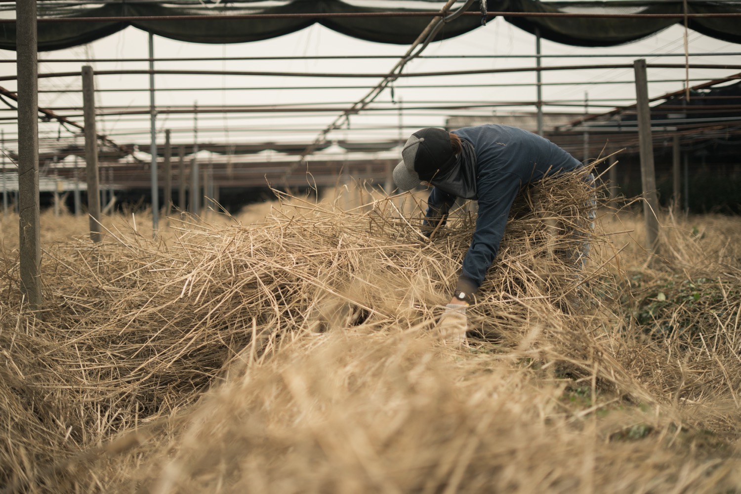 A worker lifts an armful of dry straw off the rows under a tea field's shading frame