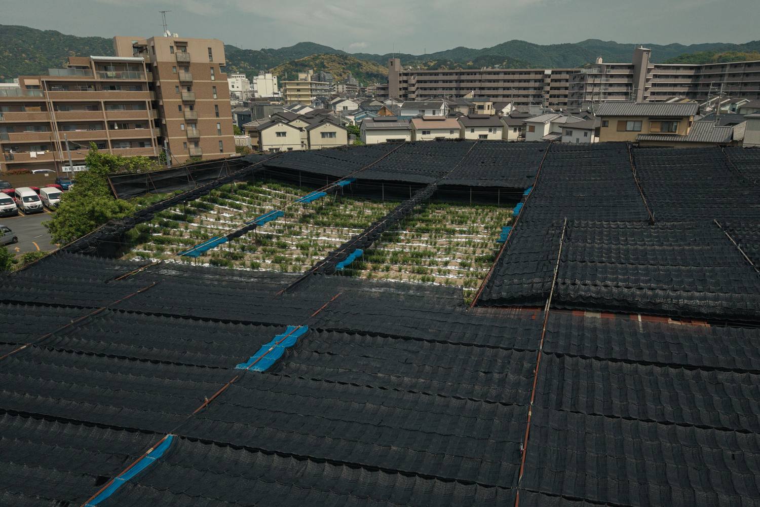 Black shade netting over tea plots between apartment blocks and houses in Uji