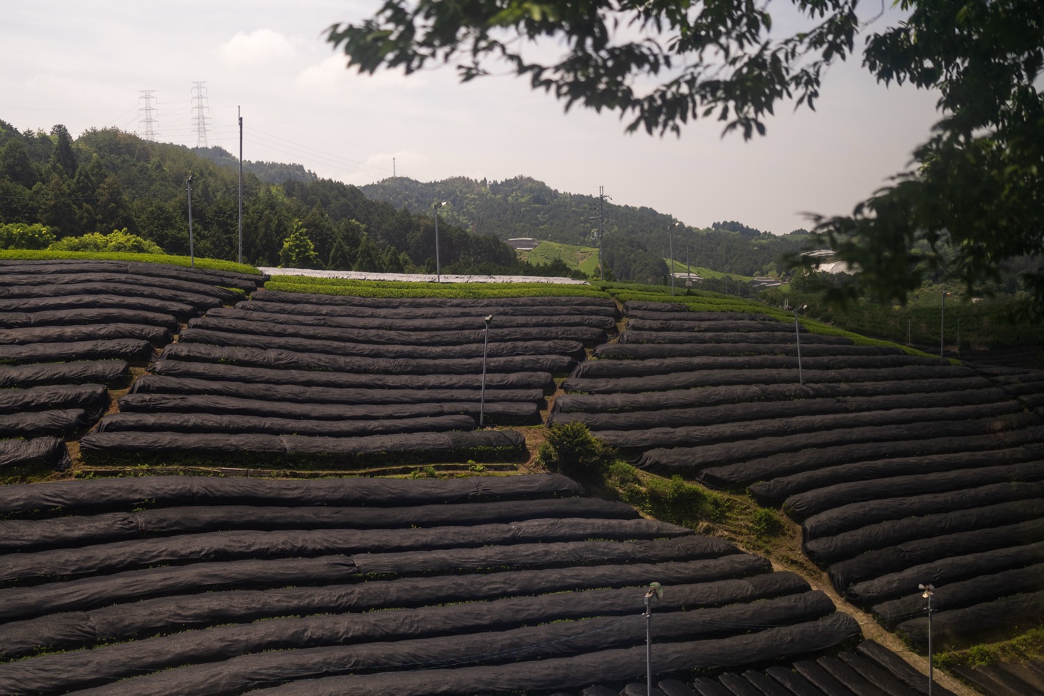 Rows of tea under black shade cloth stepping down a hillside toward wooded hills