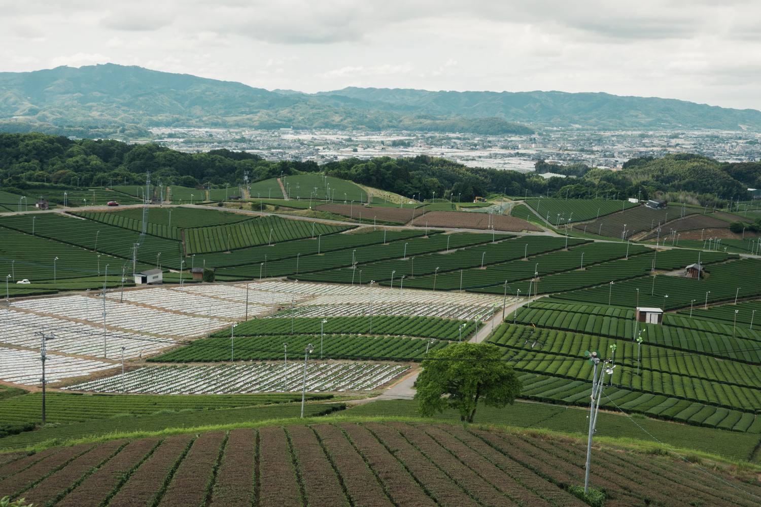 Terraced tea fields with pale covered rows running to hills above Yame