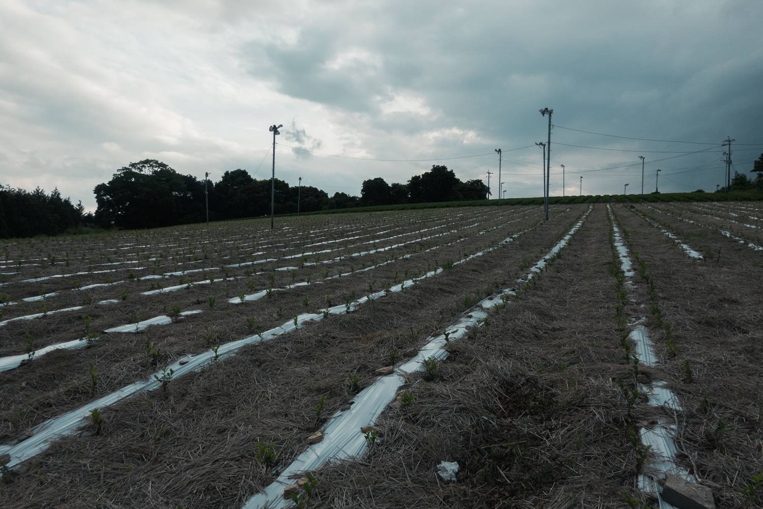 Newly planted tea rows on white mulch strips under a heavy overcast sky